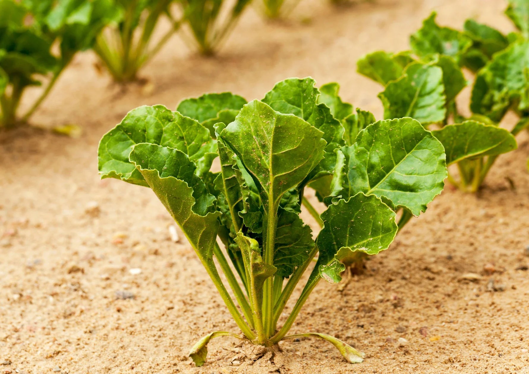 Betaine