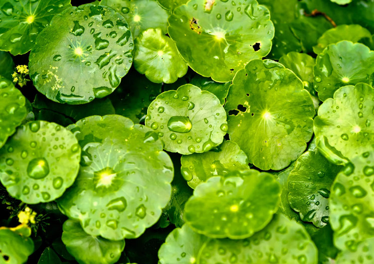 Centella Asiatica