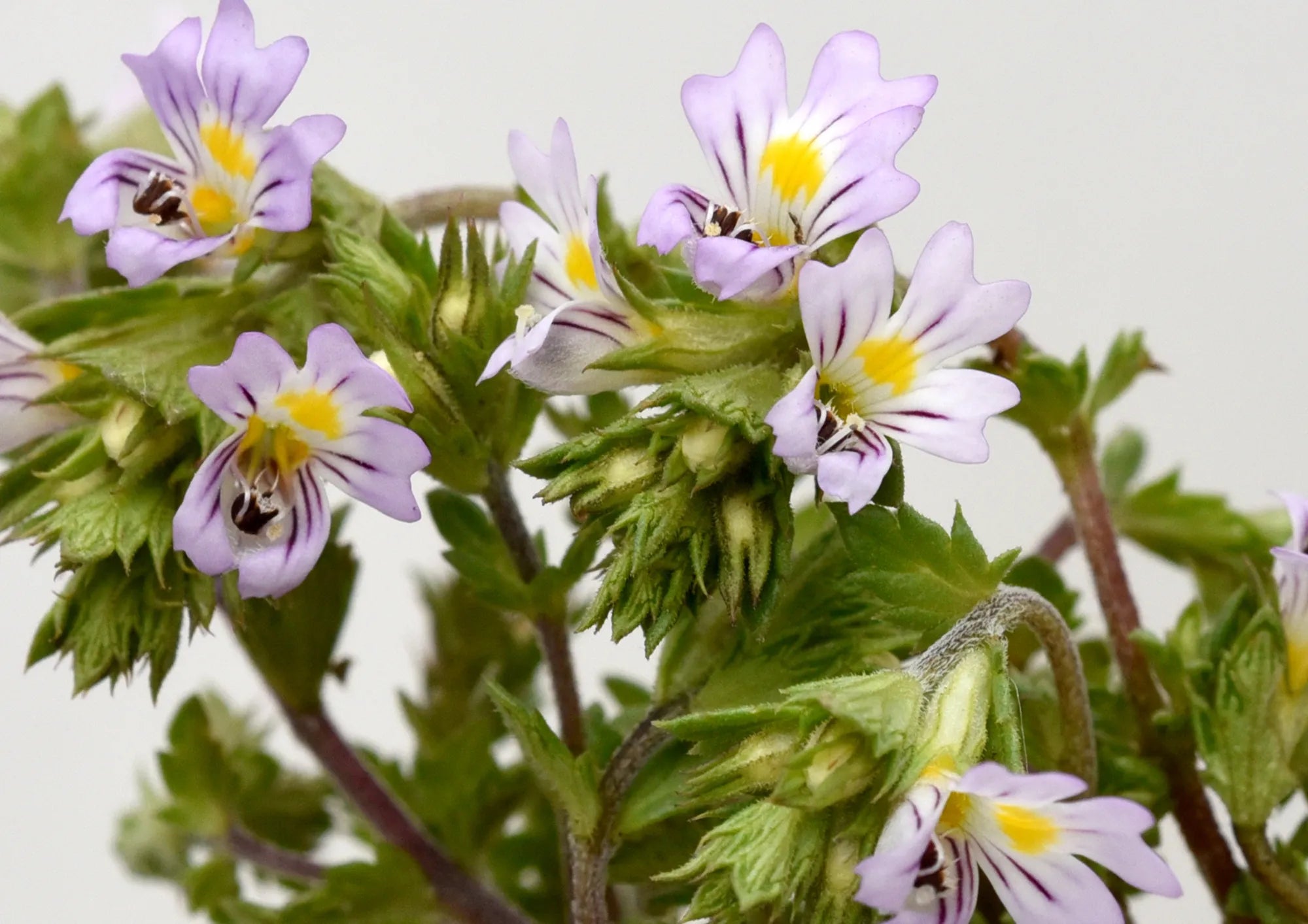 Eyebright Extract (Euphrasia Officinalis)