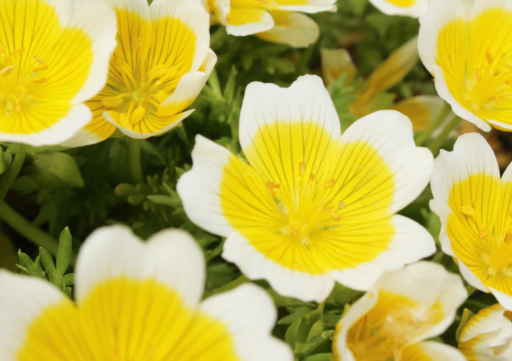 Meadow Foam Oil