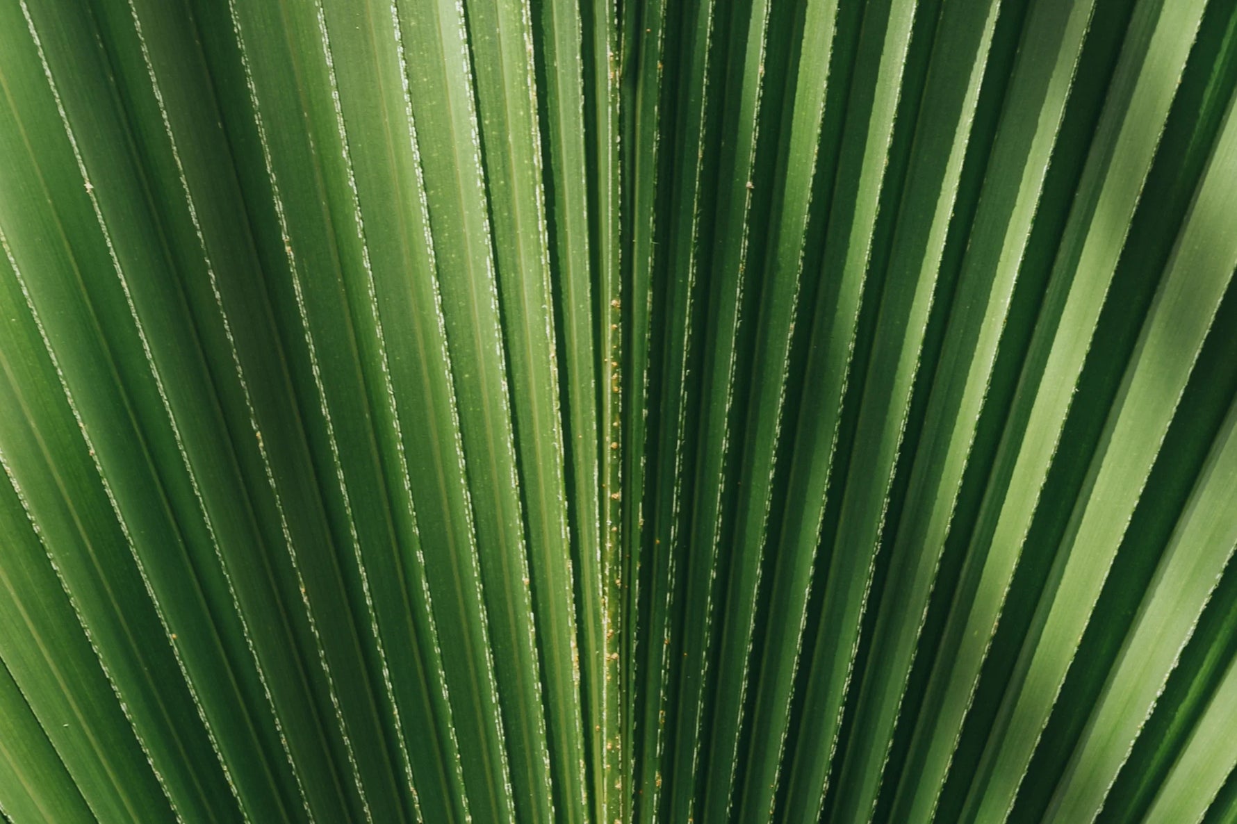 Dipalmitoyl Hydroxyproline