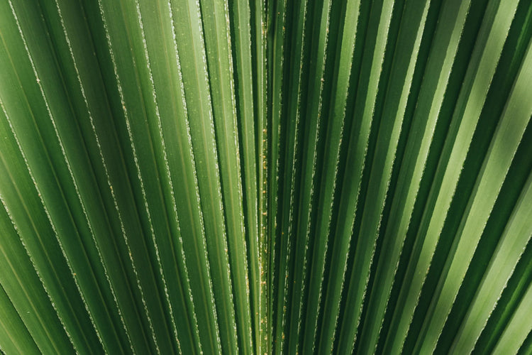 Dipalmitoyl Hydroxyproline