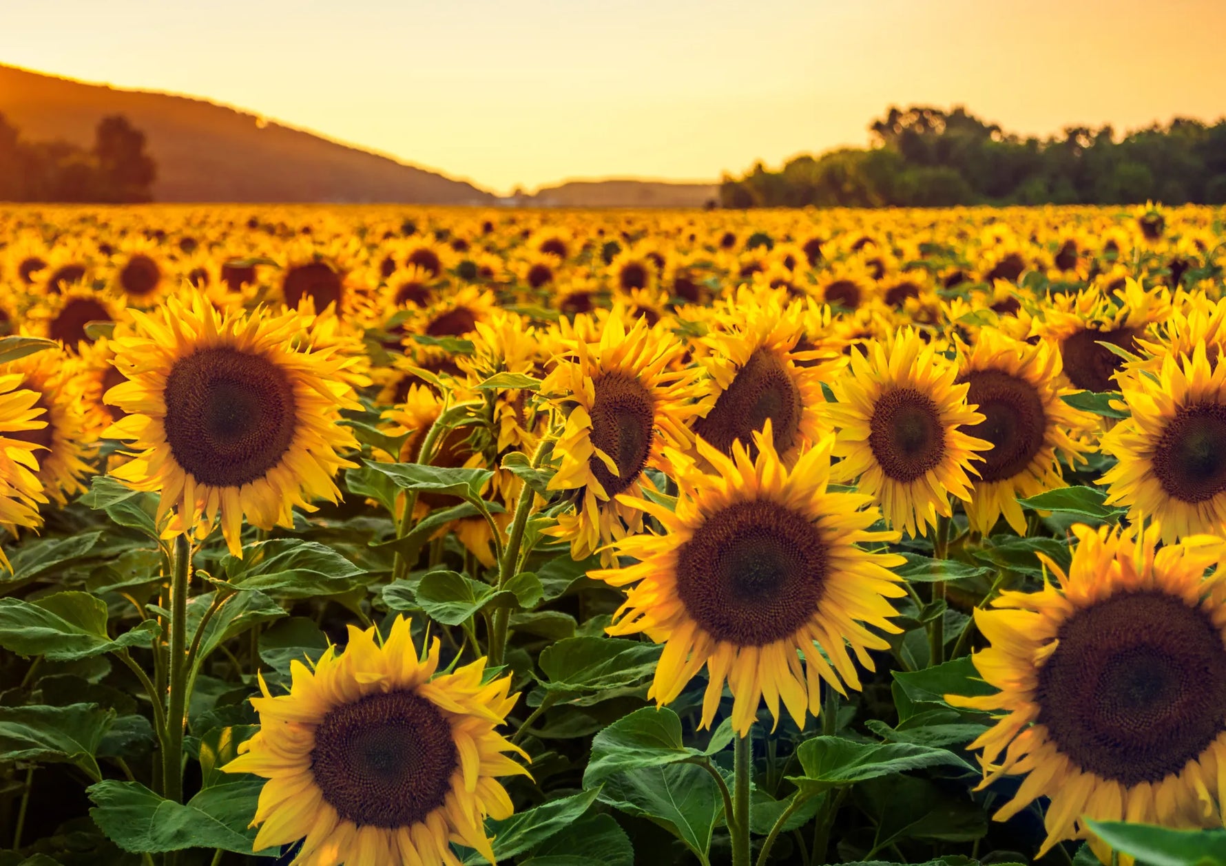 Sunflower Oil